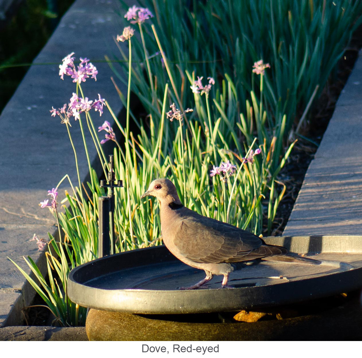 Birds-1015