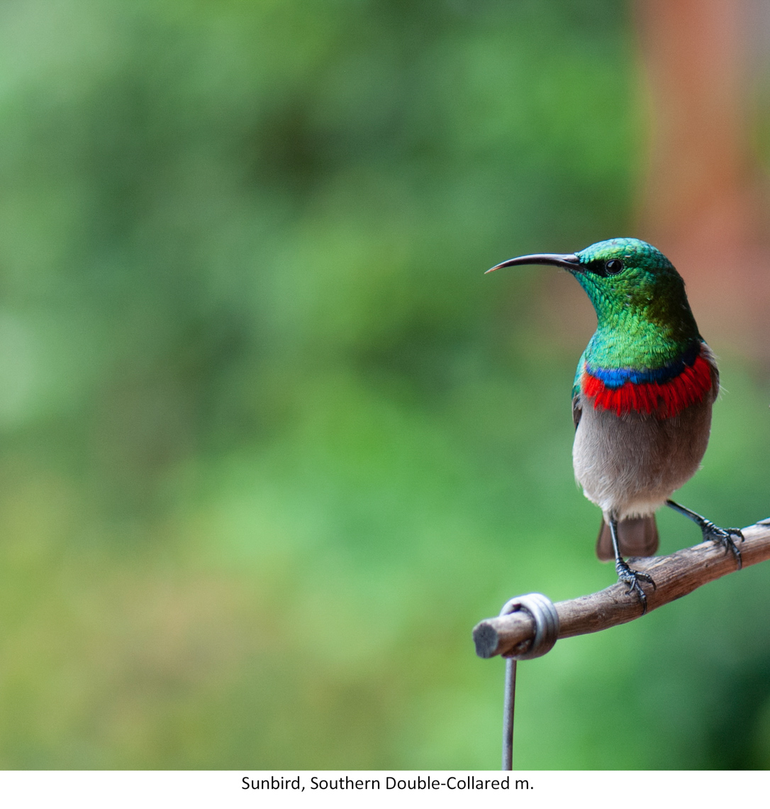 Birds-1064