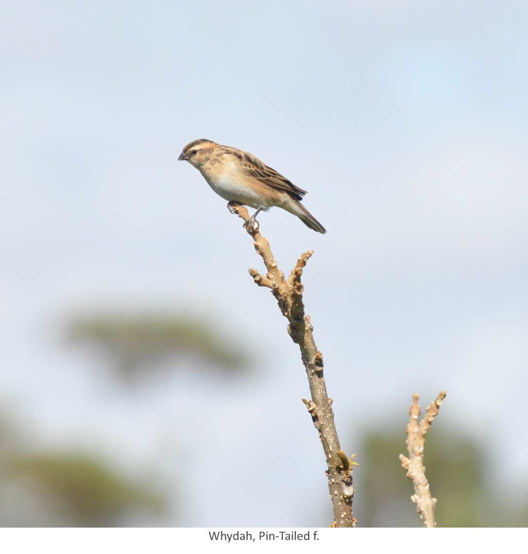 Birds-1082