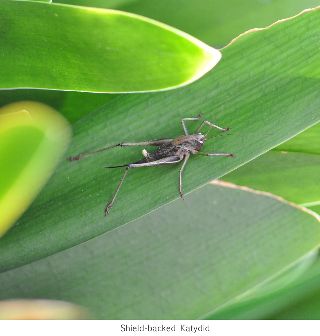 WildLife-2071