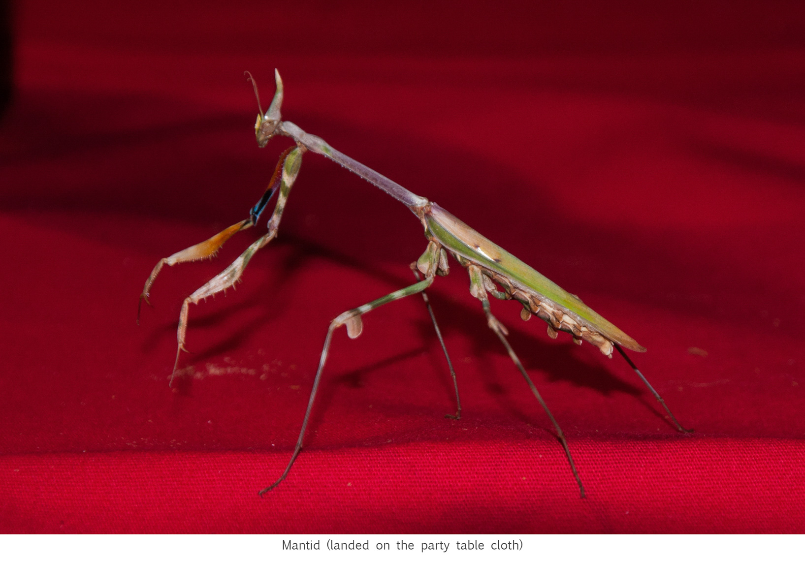 WildLife-2073