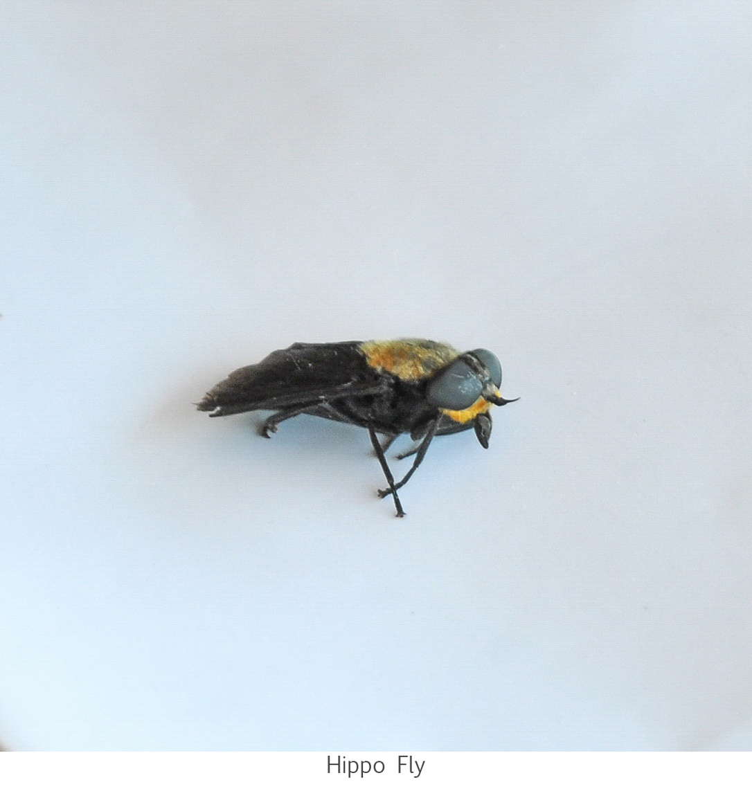 WildLife-2114