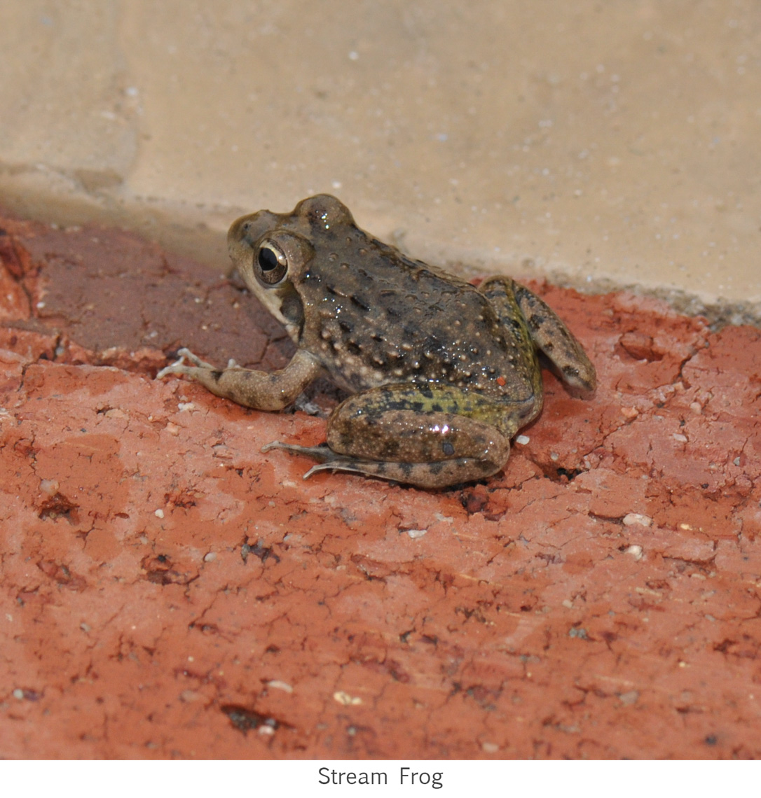 WildLife-2190